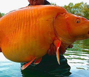 У Франції рибалка зловив 30-кілограмову золоту рибу