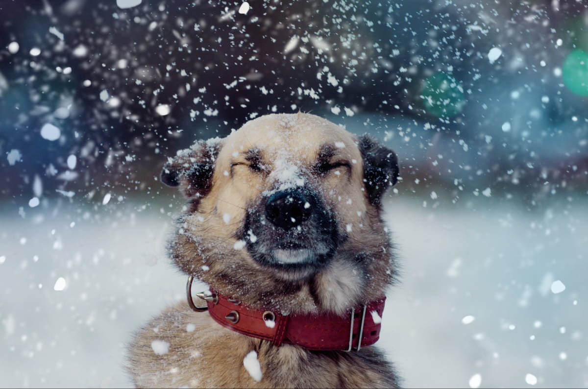Зі снігом: погода у Луцьку на вівторок, 20 грудня