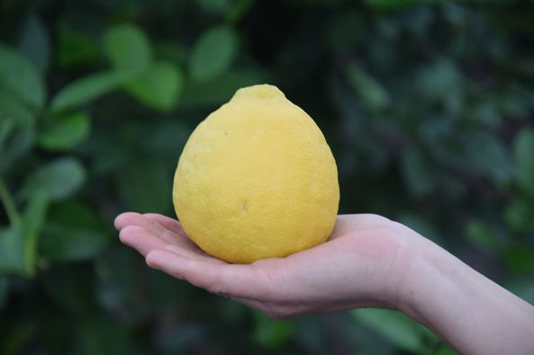 На Волині вирощують величезні лимони (фото)