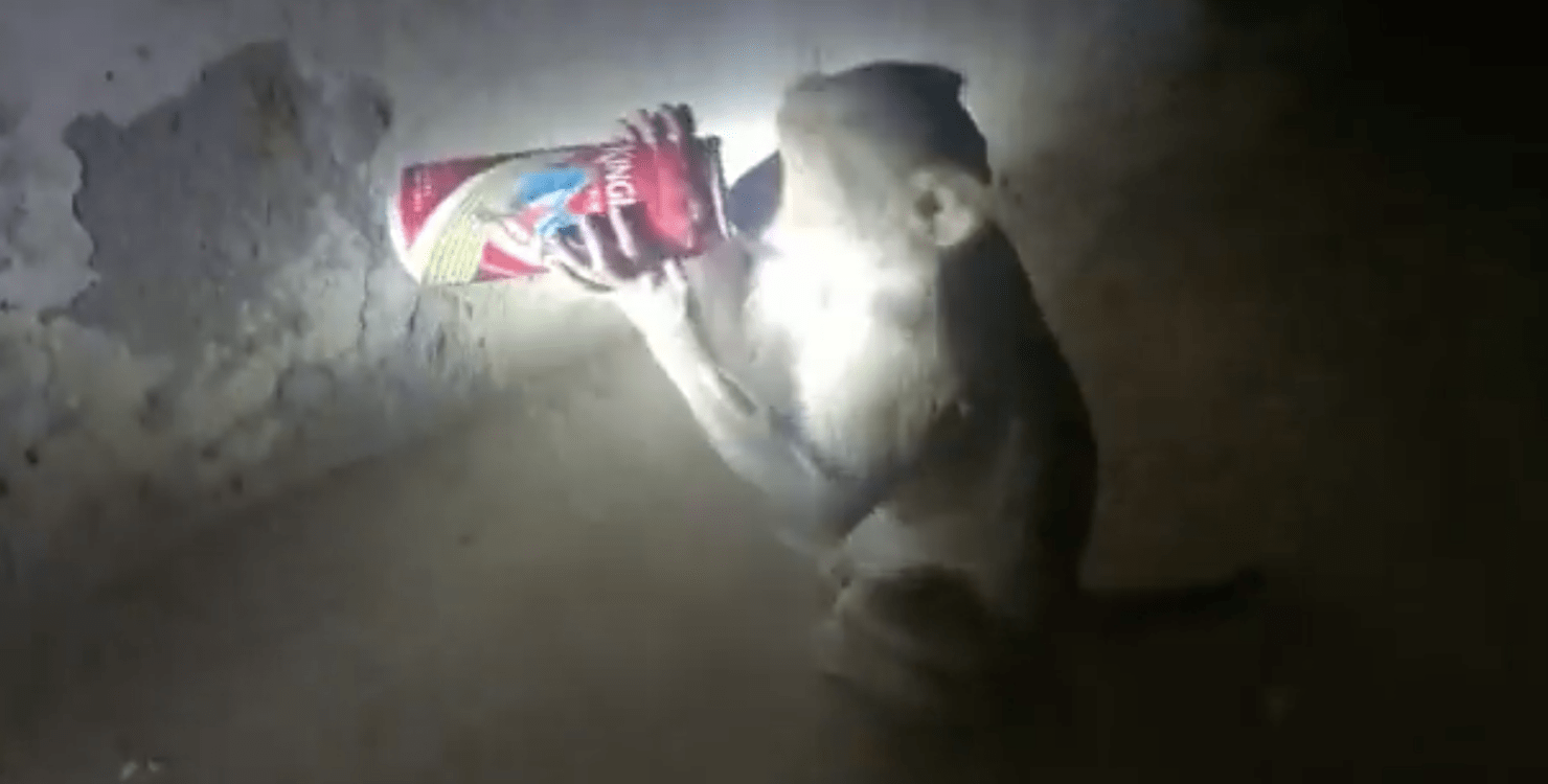 В Індії розшукують мавпу напідпитку (фото)