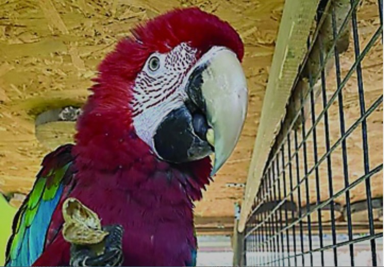 У Луцькому зоопарку папугу навчили вітатися «Слава Україні!»