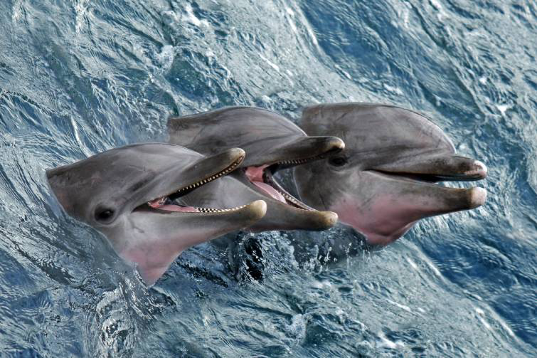 Через війну  дельфіни в Чорному морі мігрували на мілководдя, де мало їжі
