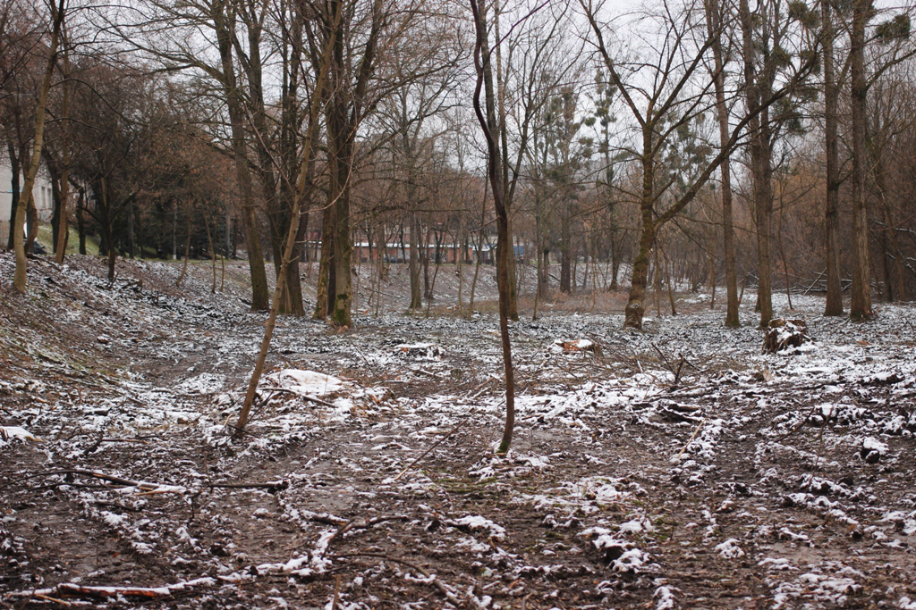 Зрізали майже 500 дерев: що відомо про розчистку ділянки на Глушець у Луцьку (фото)