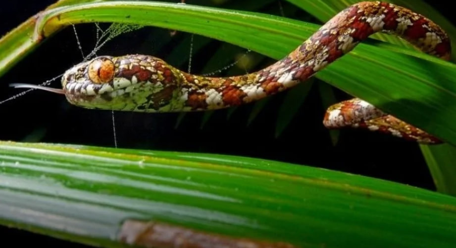 Назвали на честь ді Капріо: в джунглях Панами виявили новий вид змій