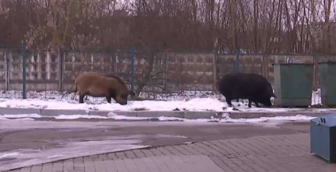 Як рідні: у Володимирі дикі свині гуляють по АЗС (відео)