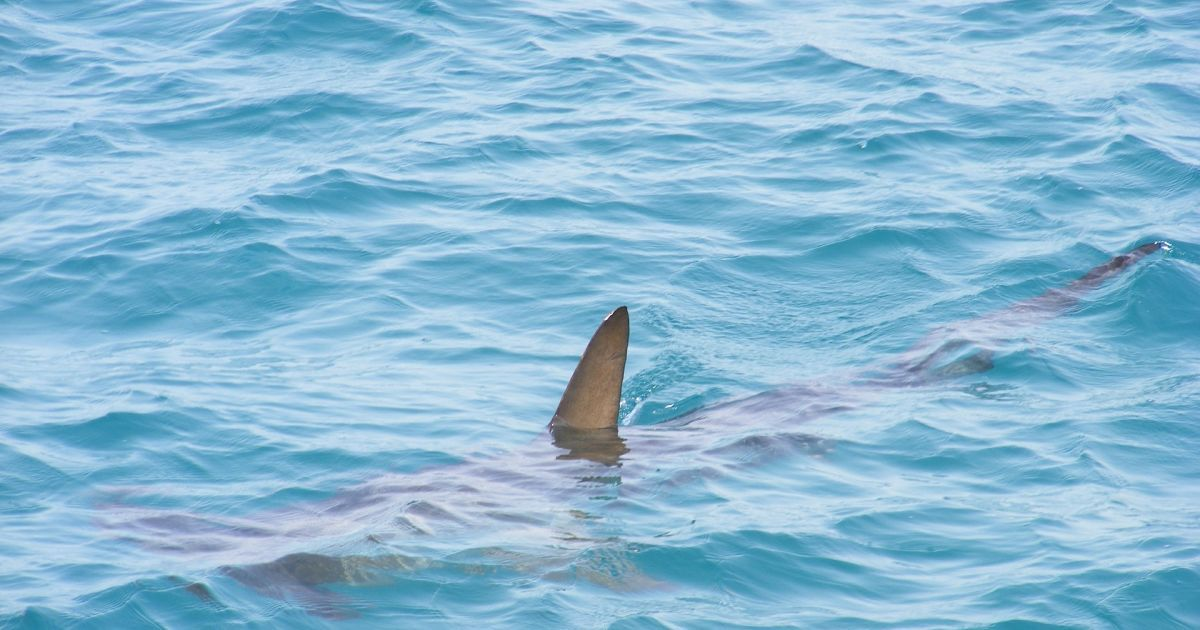В Аргентині рибалки знайшли всередині акули останки зниклої людини