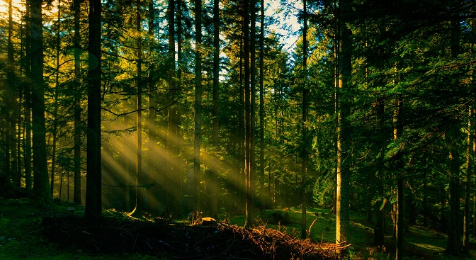 На Волині повернули державі лісові землі на понад 28 мільйонів