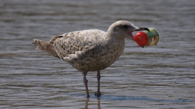У морських птахів виявили нове захворювання, яке спричиняє пластик