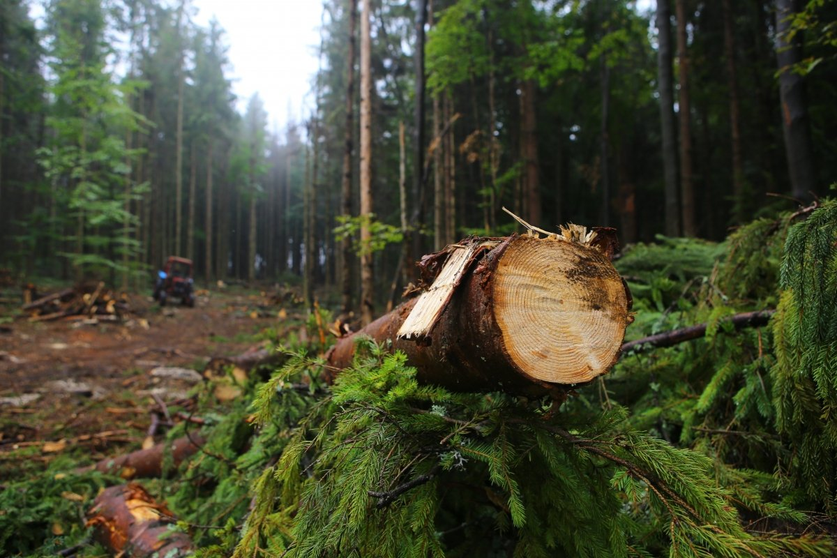 Волинян закликають повідомляти про незаконну рубку в лісах