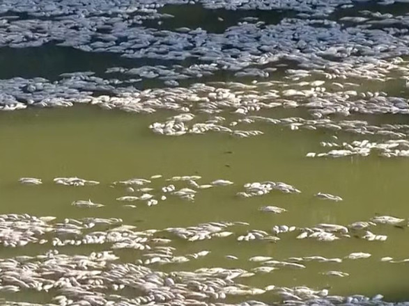 В Австралії черз спеку тонни мертвої риби викинуло на берег