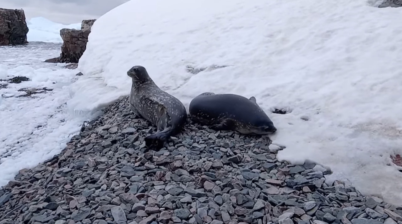 Українські полярники показали «покатушки» тюленятка Ведделла (відео)