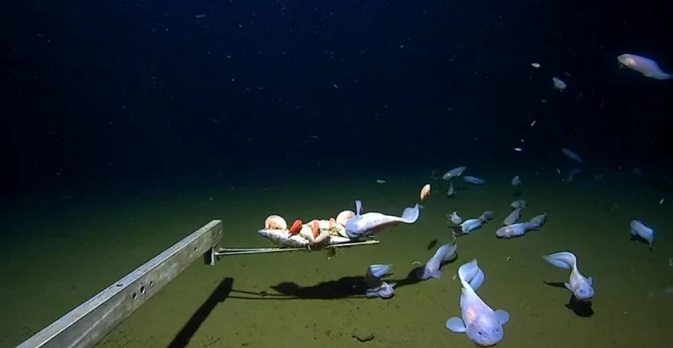 Вчені зафіксували рибу на найбільшій за історію зйомок глибині – 8,3 кілометра