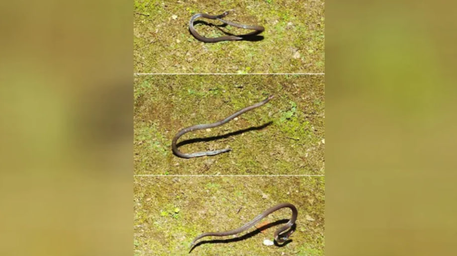 Біологи виявили змій, які можуть рухатися «колесом»