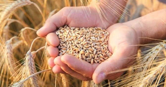 Болгарія обмірковує заборону імпорту зерна з України
