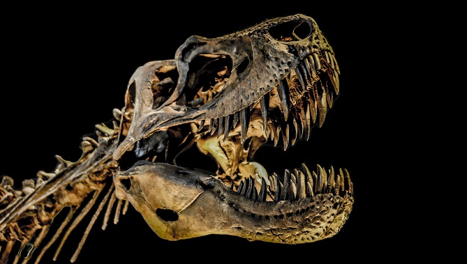 У Швейцарії виставили на аукціон скелет гігантського динозавра