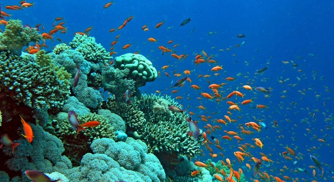 На Галапагоських островах виявили новий кораловий риф (відео)