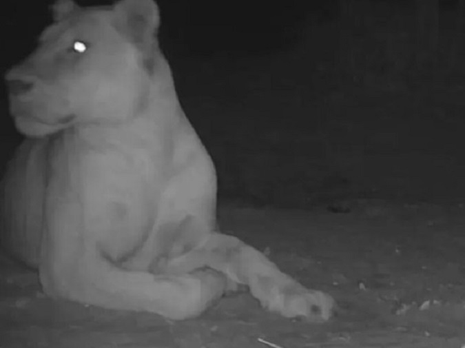 У чадському національному парку помітили левицю, яку вважали «вимерлою»