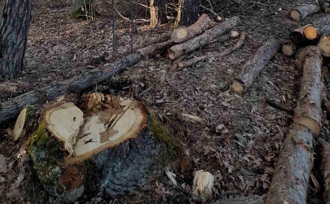 Незаконні рубки дерев на Волині: збитки – понад 7 мільйонів