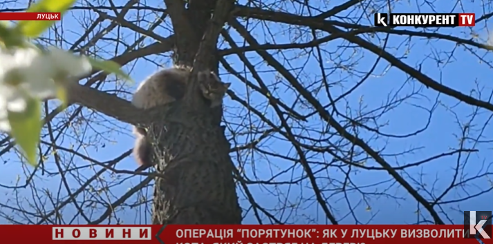 Чи реально в Луцьку врятувати кота, який застряг на дереві (відео)