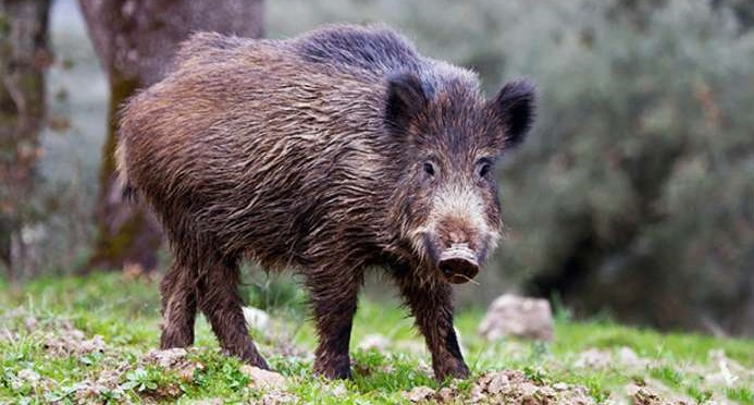 На Волині – спалах африканської чуми свиней