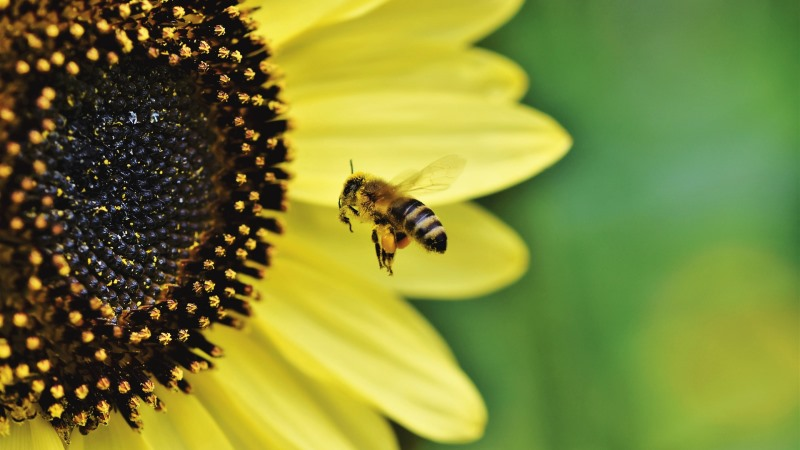 Як захистити бджіл від масових отруєнь хімікатами: поради волинських експертів