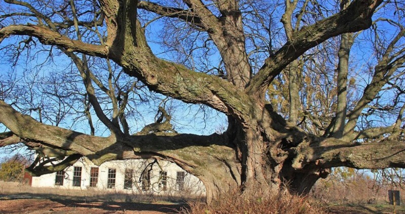 У Луцькому районі лікують одні з найстаріших дерев Волині (фото)