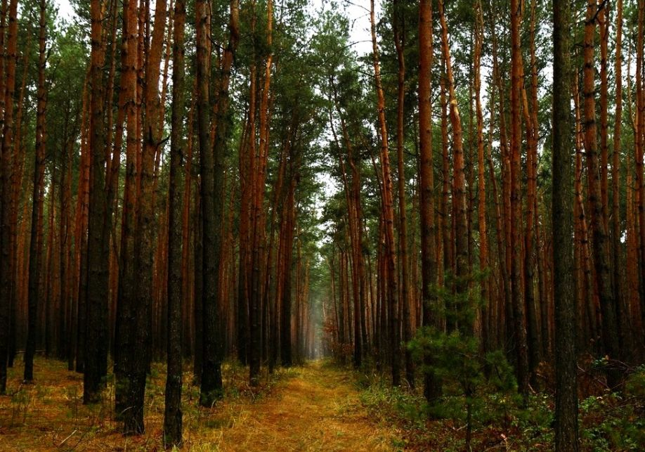В Україні затвердили список дерев, які не можна висаджувати у лісі
