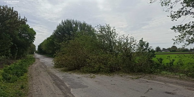 У Луцькому районі дерево впало на дорогу (фото)