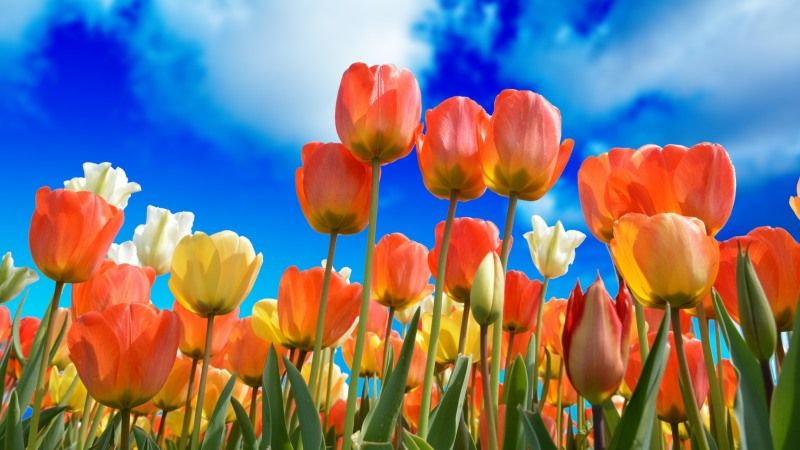 Квіти перемоги: на Волині планують висадити сім мільйонів тюльпанів
