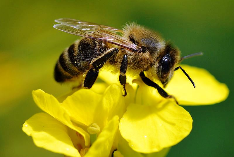 Під Луцьком ріпакові поля оброблятимуть хімікатами, бджіл попросили ізолювати