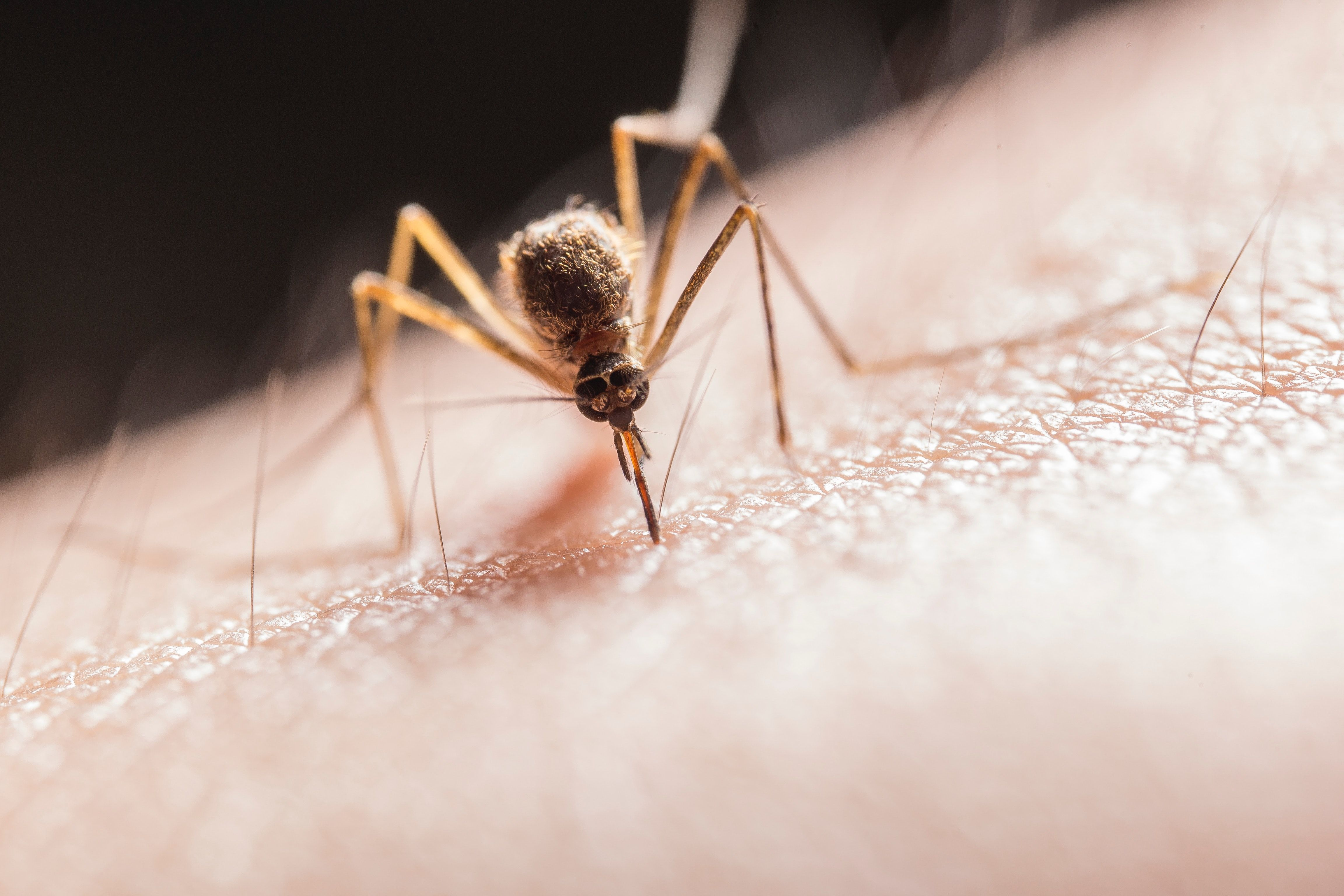 Волинська лікарка дала поради, як рятуватися від укусів комарів