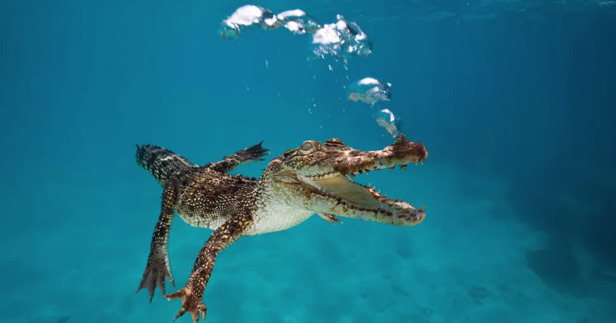 В Австралії чоловік вивільнив власну голову з пащі крокодила