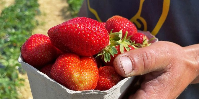 На полі працює вся родина: як на Волині воїн АТО вирощує полуницю (фото, відео)
