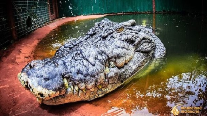 Йому 120 років: який вигляд має найбільший у світі крокодил (фото)