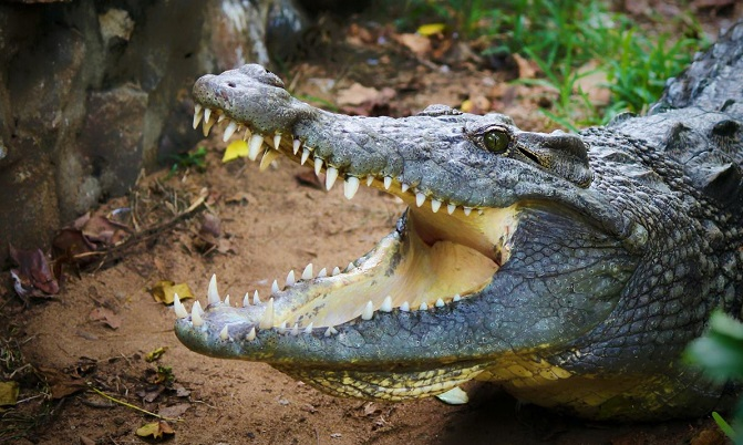 Перший відомий випадок: самка крокодила завагітніла сама по собі