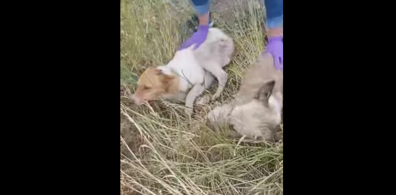 Витягли ледь живих: волинянка викинула у колодязь двох собак (фото, відео)