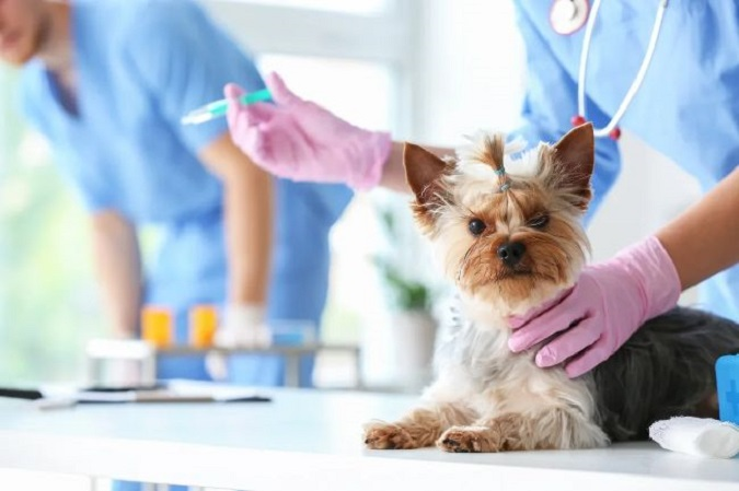 У Луцьку продовжують безплатно вакцинувати домашніх тварин від сказу