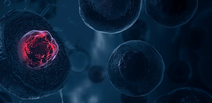 Вчені створили синтетичні людські ембріони за допомогою стовбурових клітин
