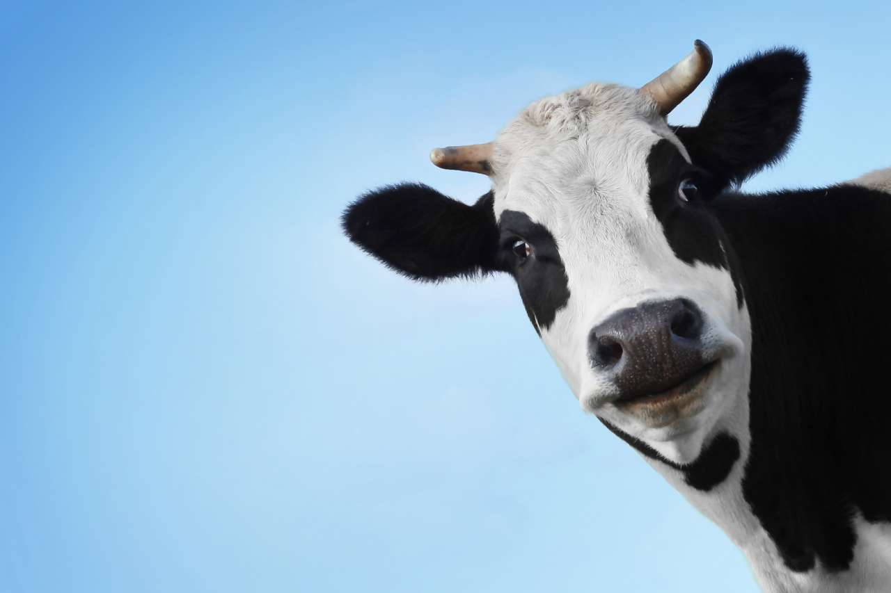 У кількох селах на Волині корови захворіли на лейкоз: чому це небезпечно