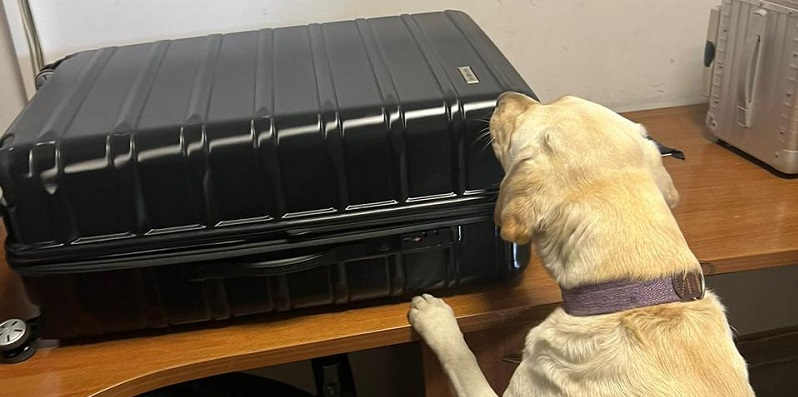 У «Ягодині» службовий пес винюхав наркотики у валізах іноземця (фото)
