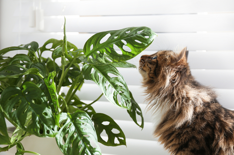 Чому коти їдять домашні рослини