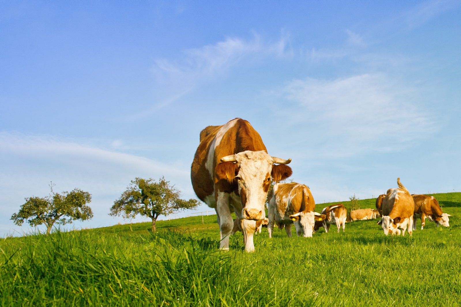 Науковці хочуть годувати корів нарцисами, щоб уповільнити глобальне потепління