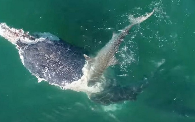 Десятки акул накинулися на кита (відео)