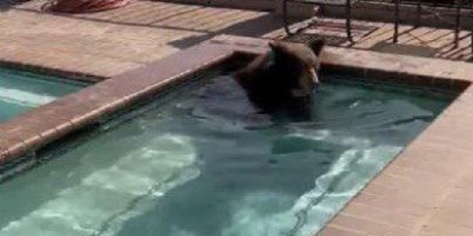 Ведмідь скупався в басейні розкішного маєтку (відео)