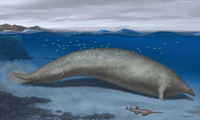 Знайшли рештки кита, який може бути найважчою твариною в історії