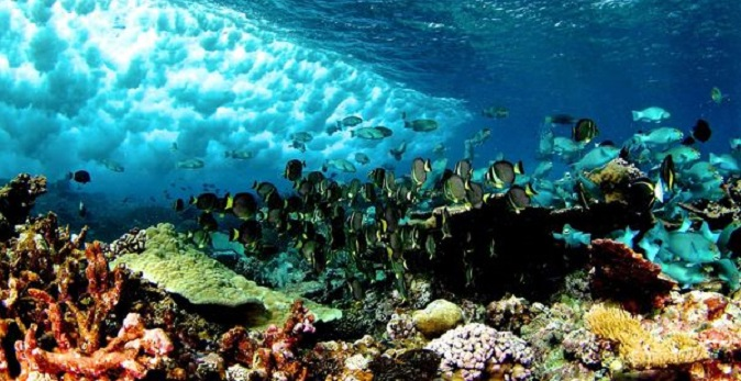 Глобальна температура океану досягла найбільших позначок в історії