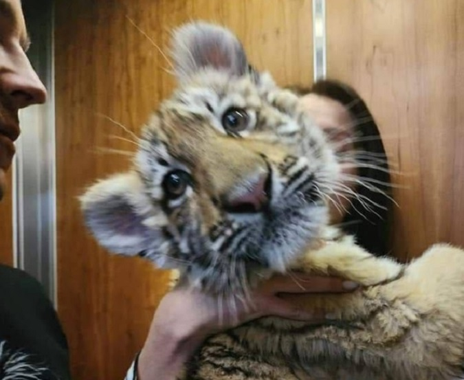 Вкрадене росіянами з зоопарку Маріуполя тигреня померло у московському цирку