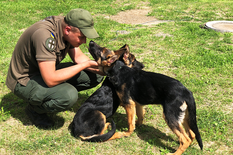 Як волинські гвардійці з грайливих щенят виховують службових псів (фото)