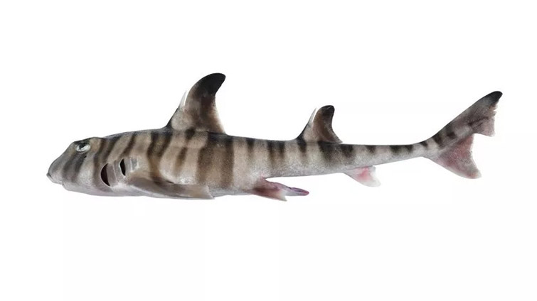 В Австралії виявили новий вид акул із схожими на людські зубами