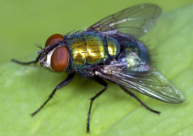 Науковці вчаться перетворювати мертвих мух на біорозкладний пластик
